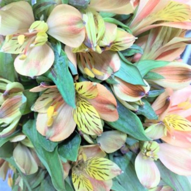 FreshCut Alstroemeria