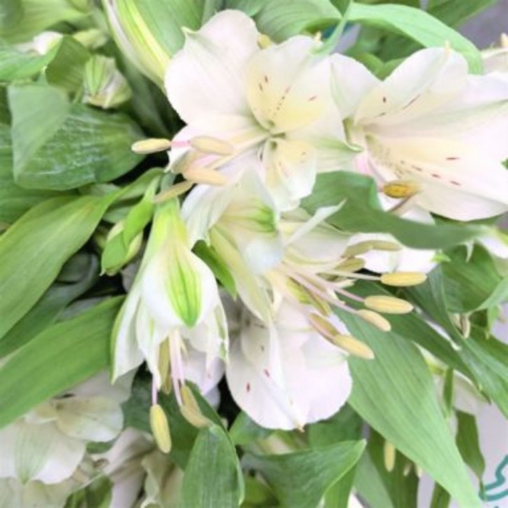 FreshCut Alstroemeria