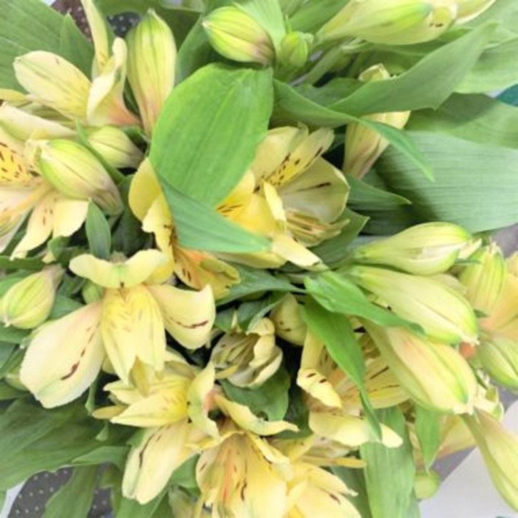 FreshCut Alstroemeria