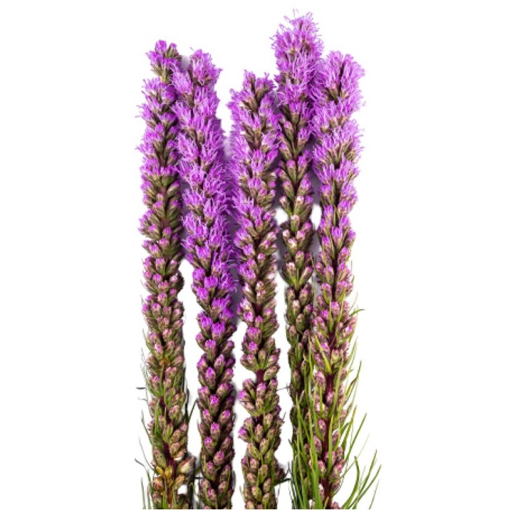 FreshCut Liatris