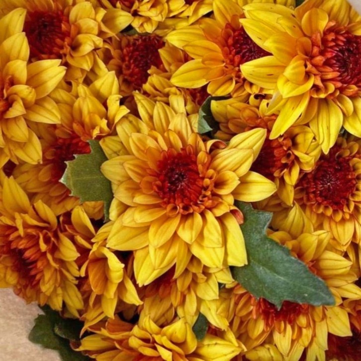 FreshCut Chrysanthemum Pom Pom