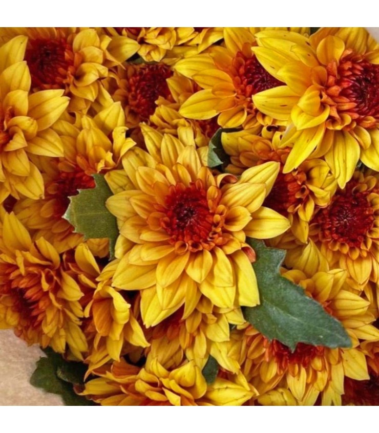 FreshCut Chrysanthemum Pom Pom