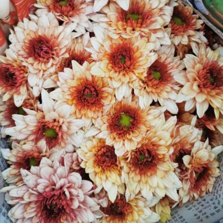 FreshCut Chrysanthemum Pom Pom