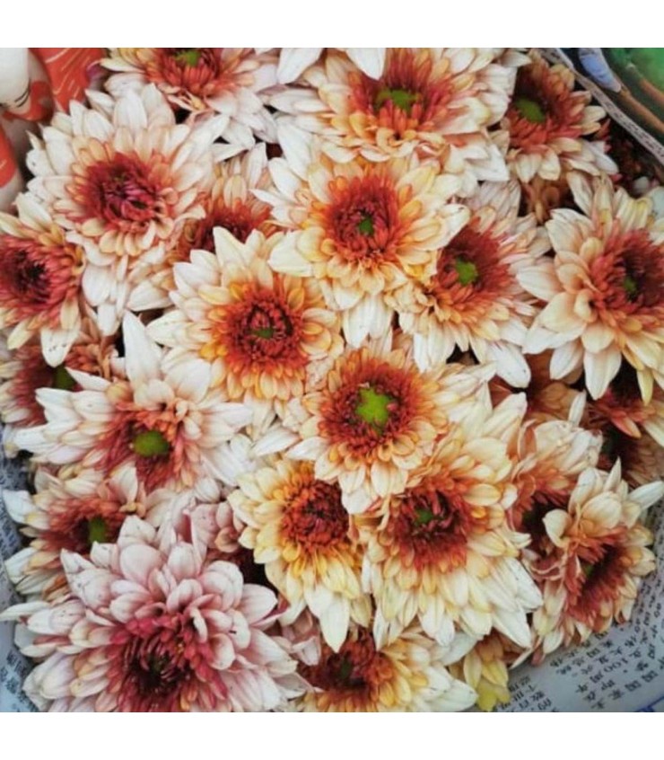 FreshCut Chrysanthemum Pom Pom