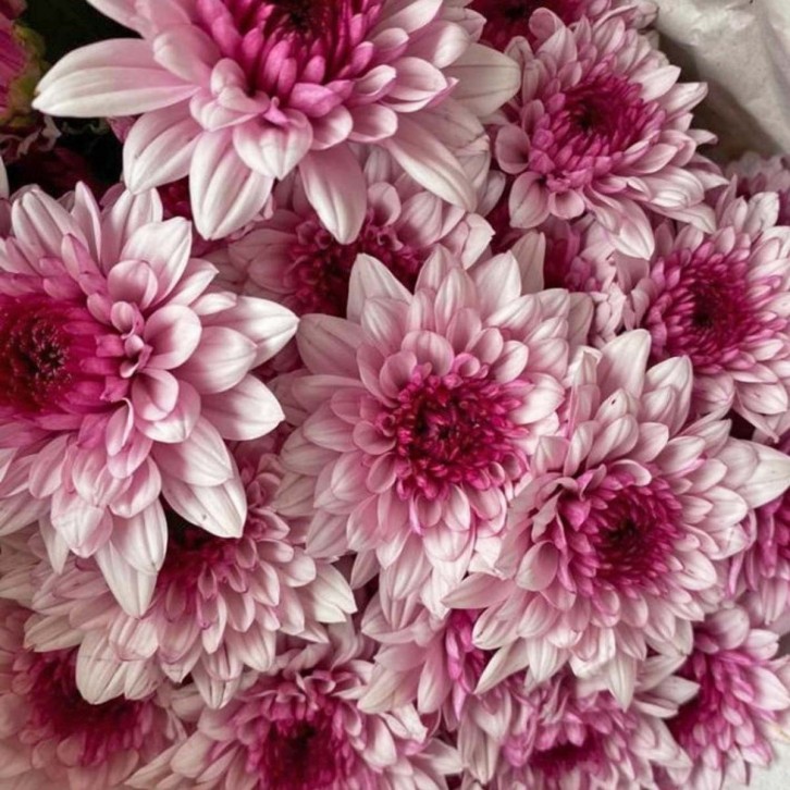 FreshCut Chrysanthemum Pom Pom