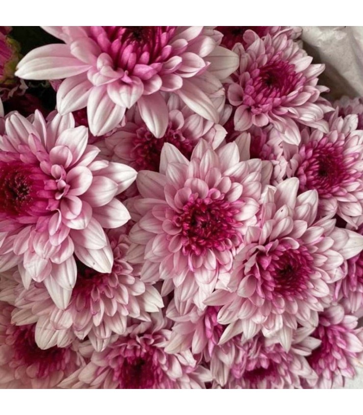 FreshCut Chrysanthemum Pom Pom