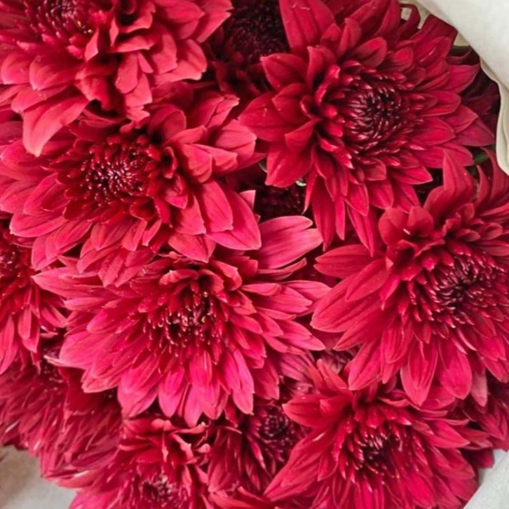 FreshCut Chrysanthemum Pom Pom