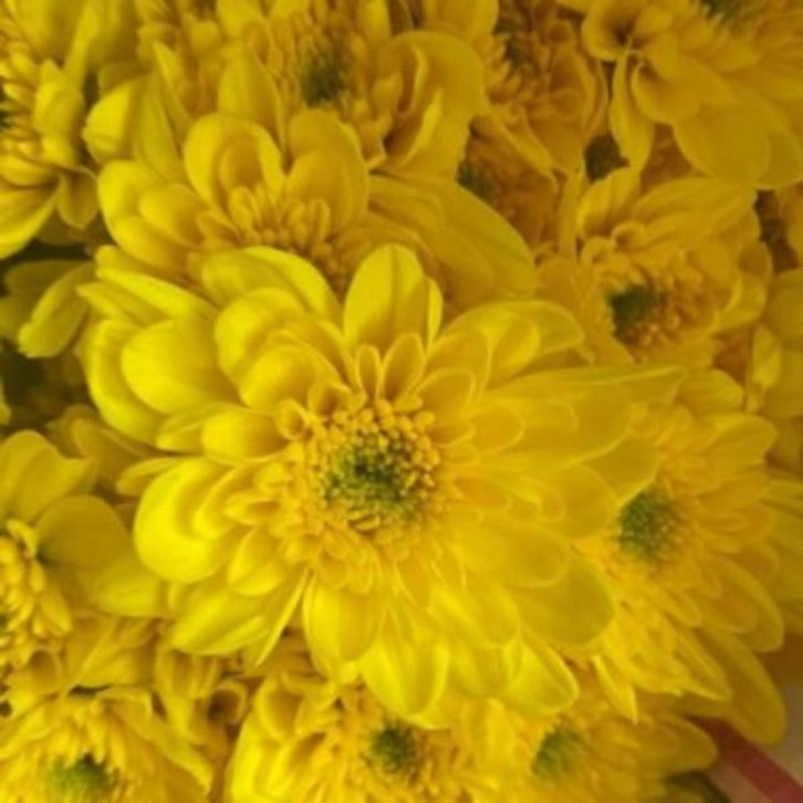 FreshCut Chrysanthemum Pom Pom