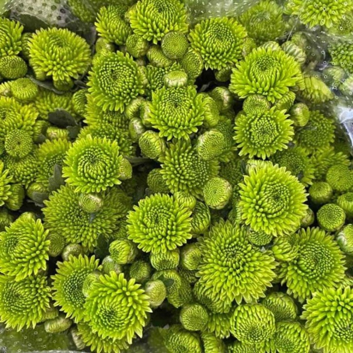 FreshCut Chrysanthemum Pom Pom