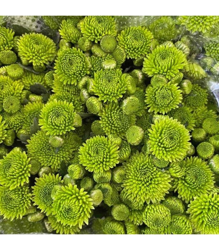 FreshCut Chrysanthemum Pom Pom