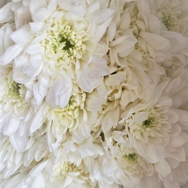 FreshCut Chrysanthemum Pom Pom