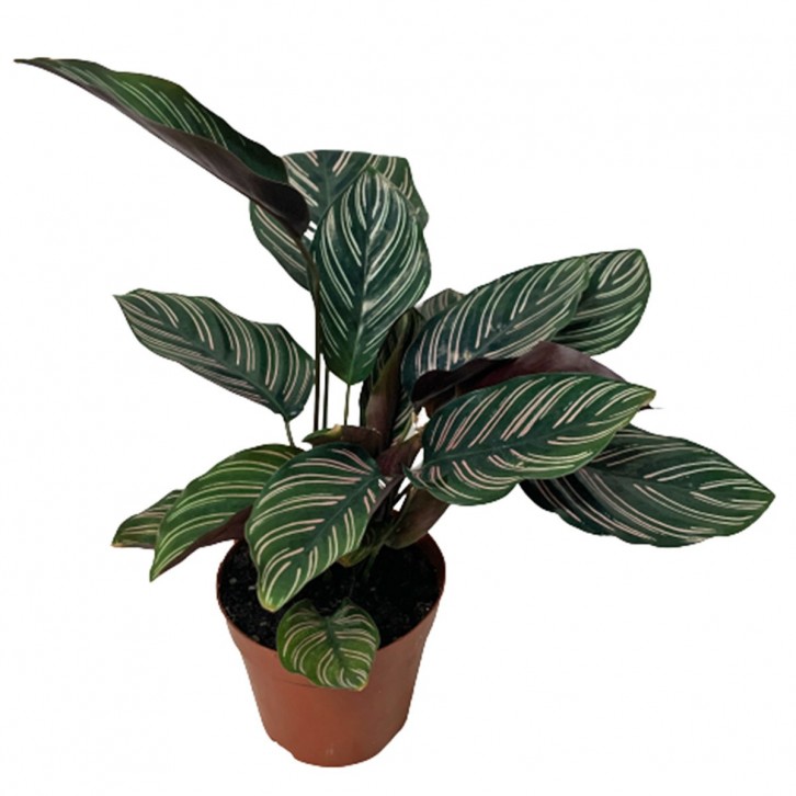 Calathea Ornata 'Sanderiana' (Pinstripe Plant)