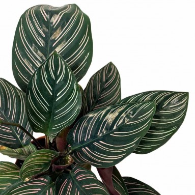 Calathea Ornata 'Sanderiana' (Pinstripe Plant)