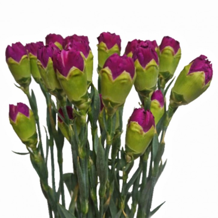 FreshCut Carnation