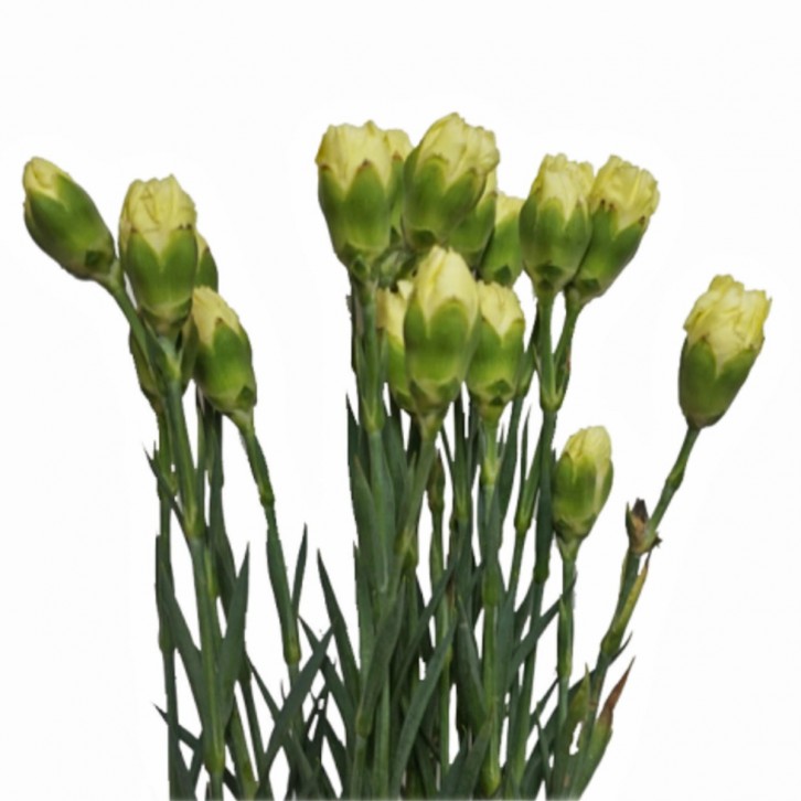 FreshCut Carnation