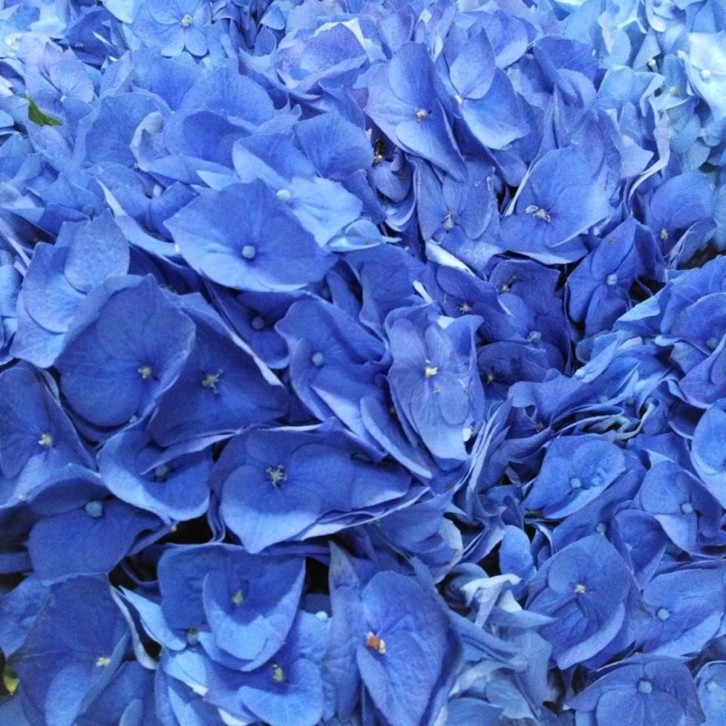 FreshCut Hydrangea