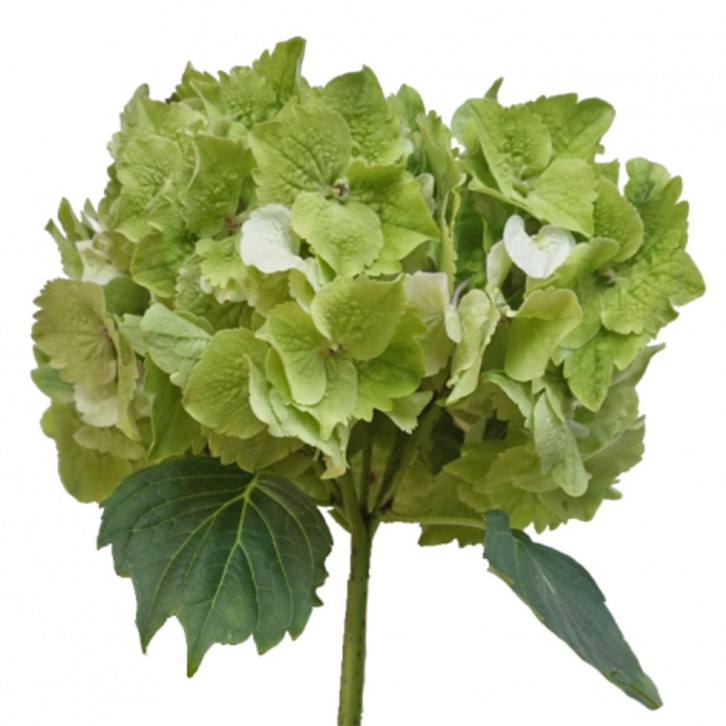 FreshCut Hydrangea