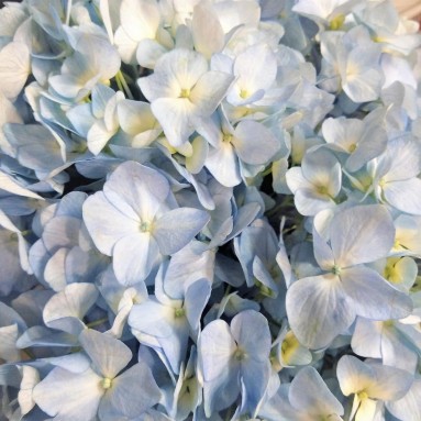 FreshCut Hydrangea