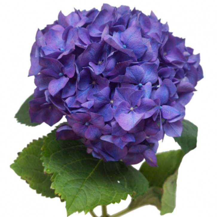 FreshCut Hydrangea