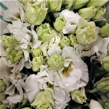 FreshCut Eustoma