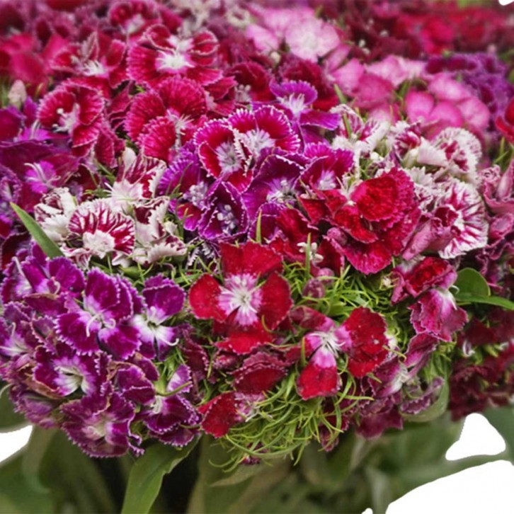 FreshCut Sweet William