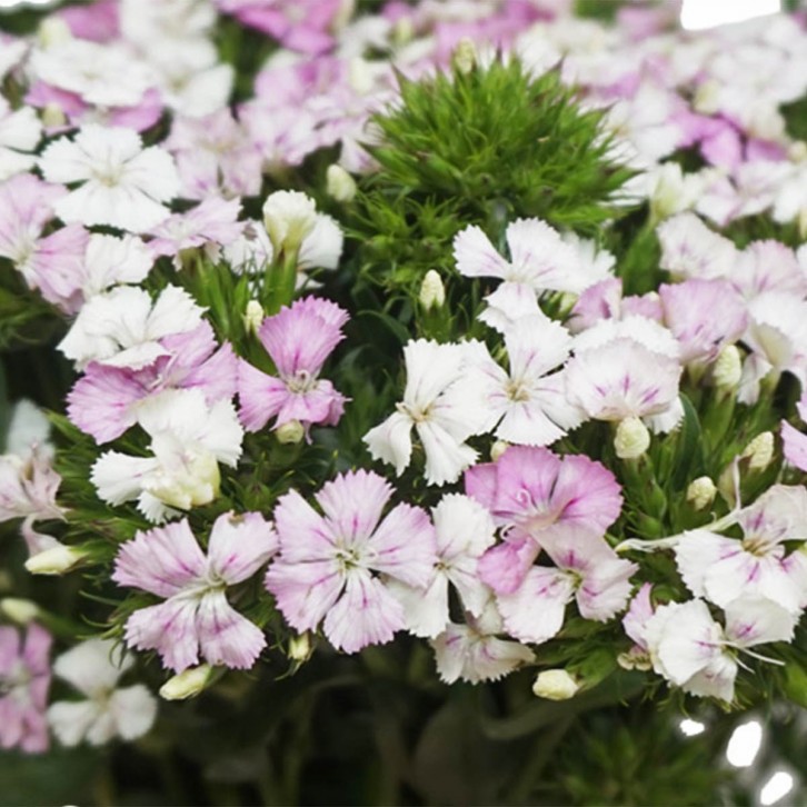 FreshCut Sweet William