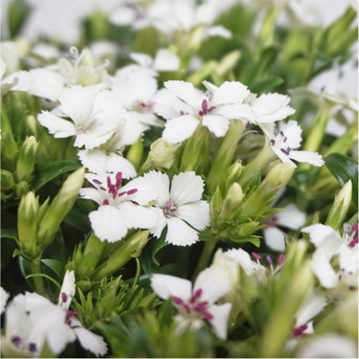 FreshCut Sweet William