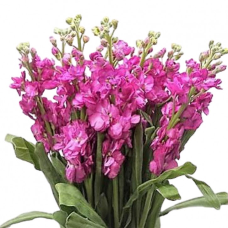 FreshCut Matthiola (ISP)