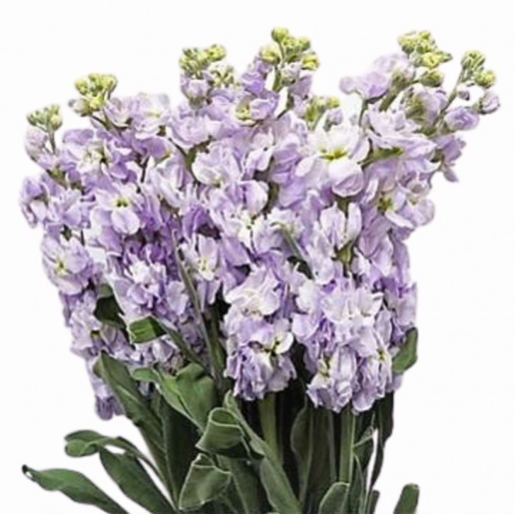 FreshCut Matthiola (ISP)