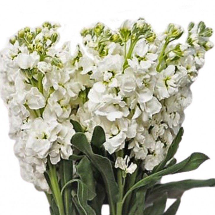 FreshCut Matthiola (ISP)