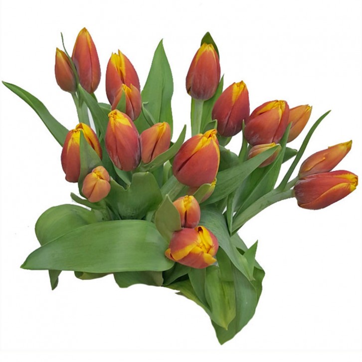 FreshCut Tulips