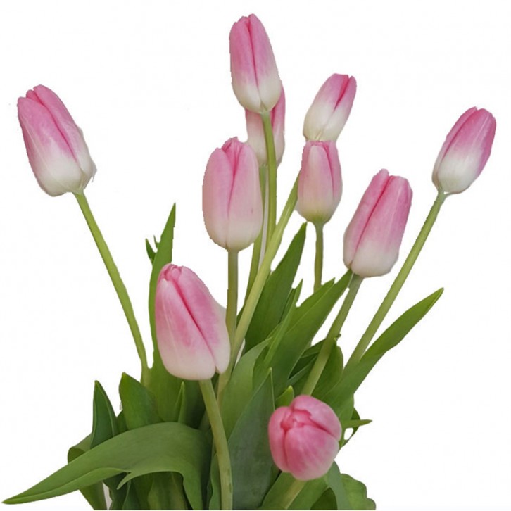 FreshCut Tulips