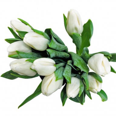 FreshCut Tulips