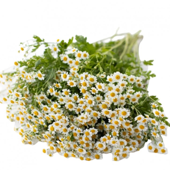 FreshCut Tanacetum