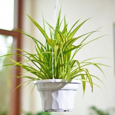 Plastic Planter Pot - SC Series (Baba)