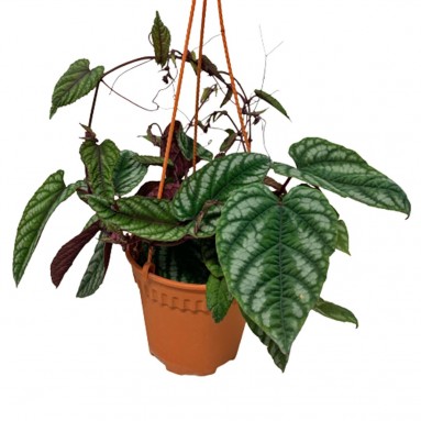 Begonia Rex Vine (Cissus Discolor)