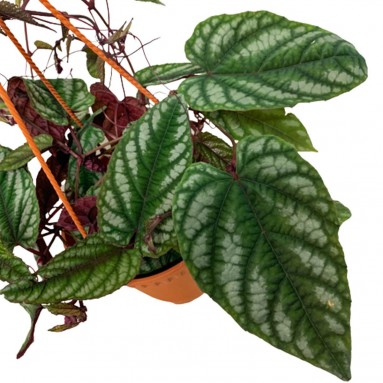 Begonia Rex Vine (Cissus Discolor)