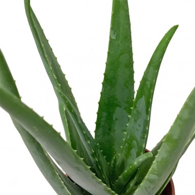 Aloe Vera 'Barbadensis Miller'