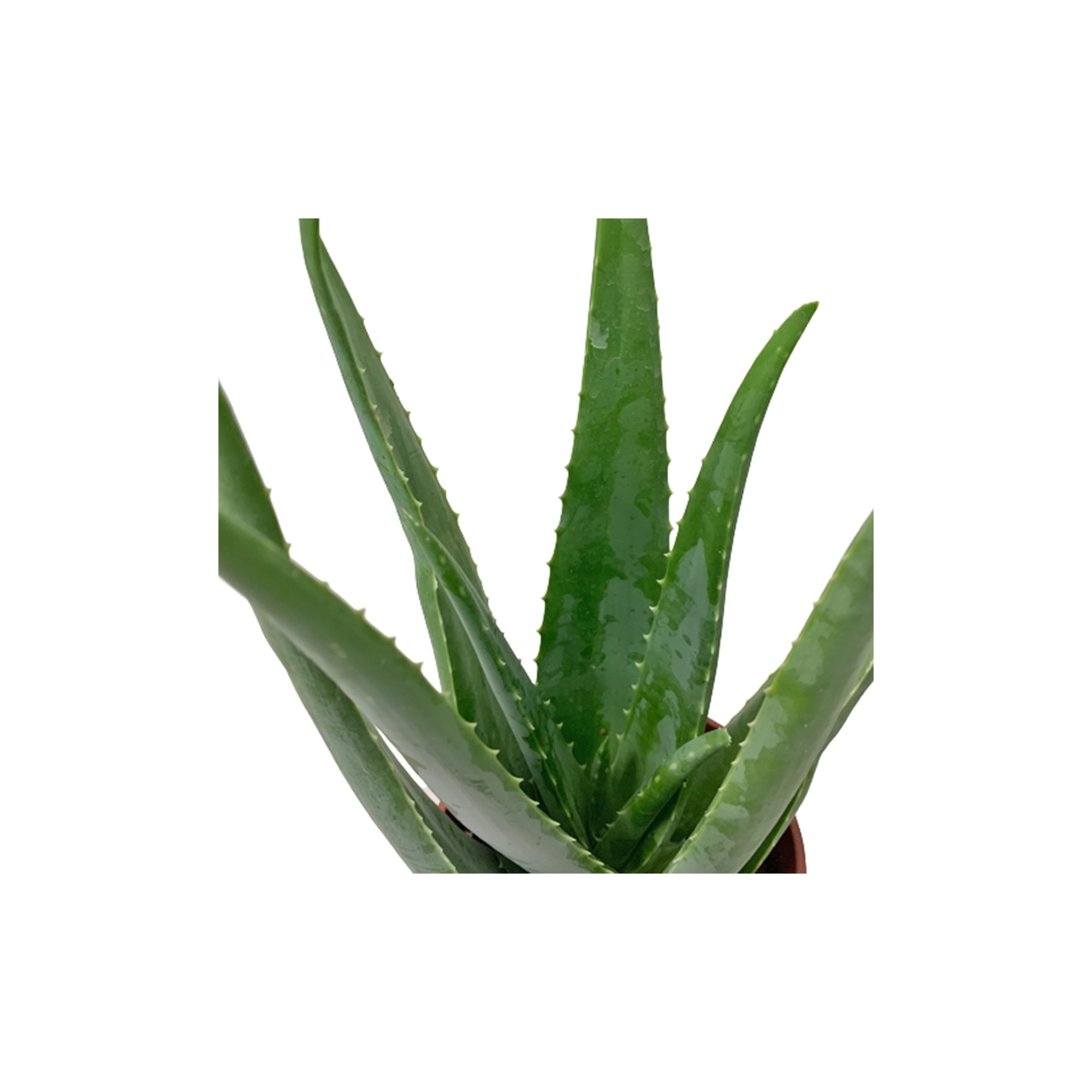 Aloe Vera 'Barbadensis Miller'