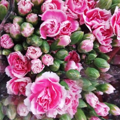FreshCut Carnation Spray