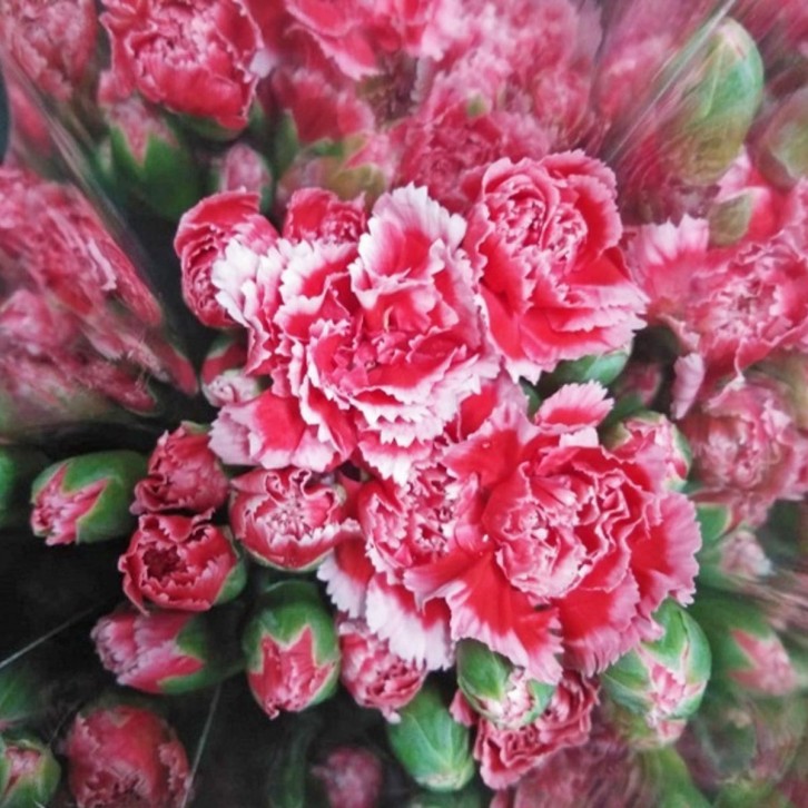 FreshCut Carnation Spray