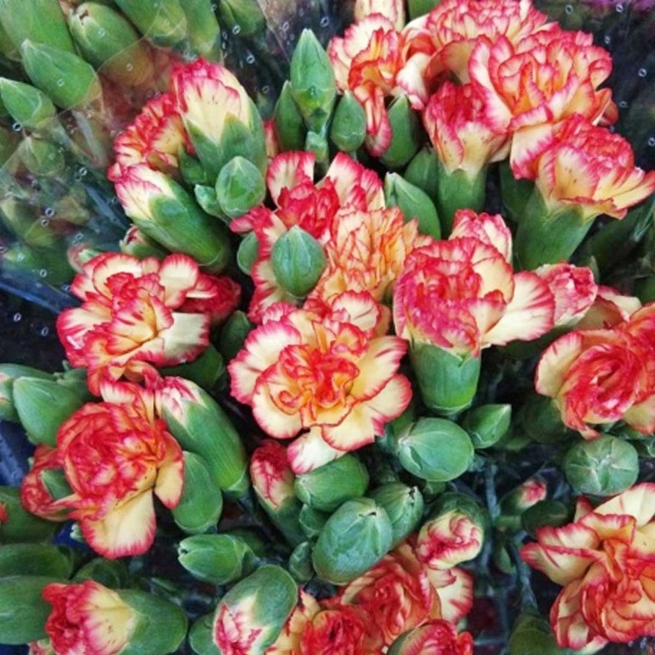 FreshCut Carnation Spray