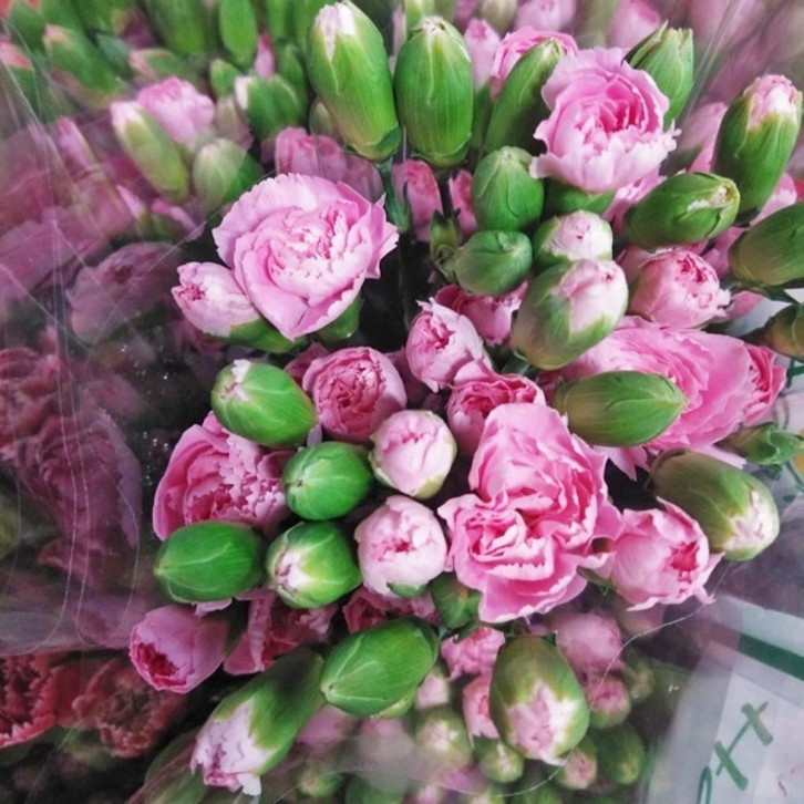 FreshCut Carnation Spray