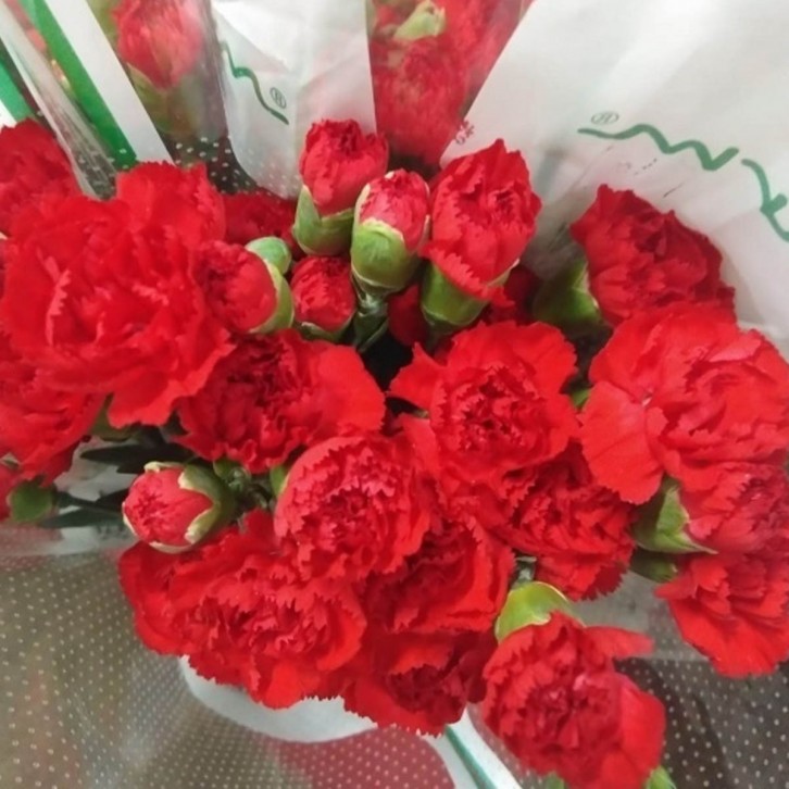 FreshCut Carnation Spray