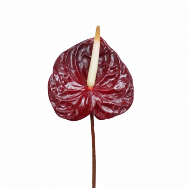 FreshCut Anthurium