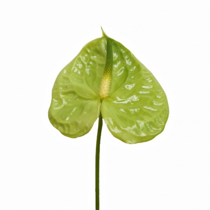FreshCut Anthurium