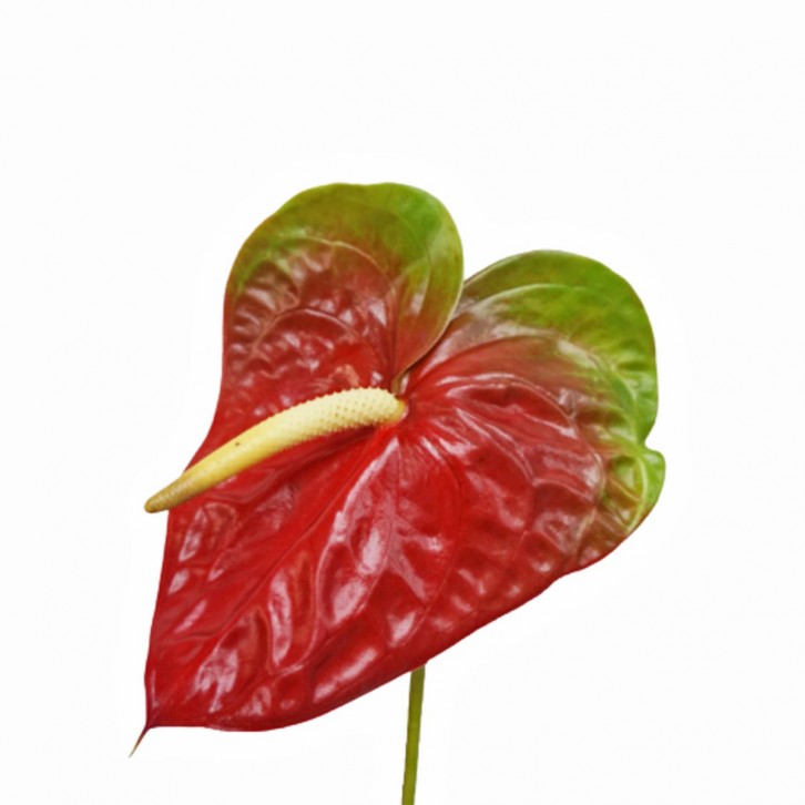 FreshCut Anthurium