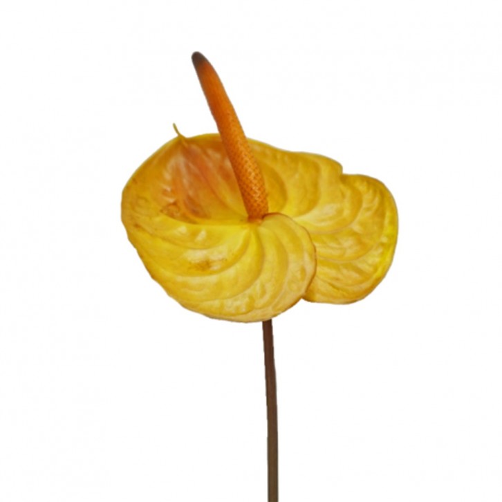 FreshCut Anthurium