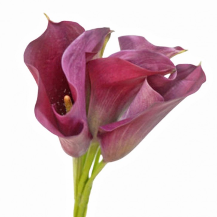 FreshCut Calla Lily