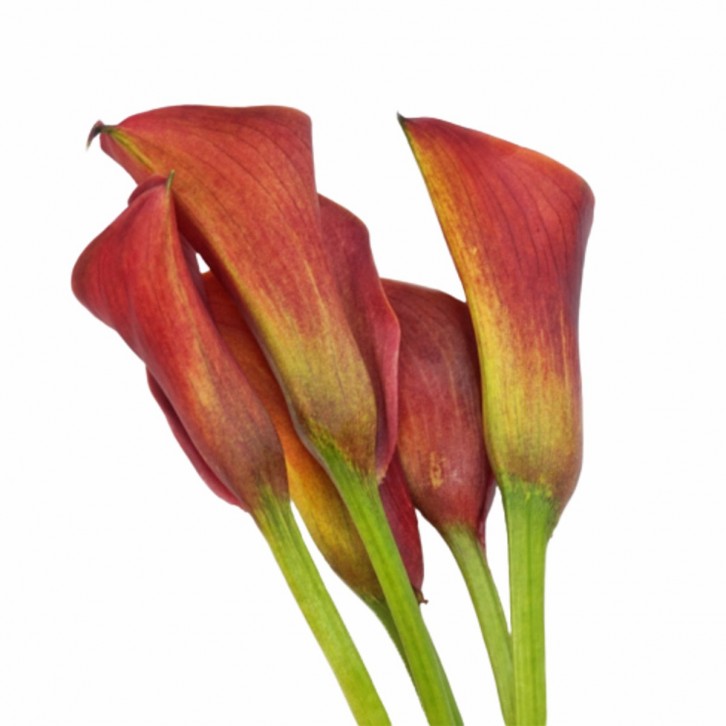 FreshCut Calla Lily